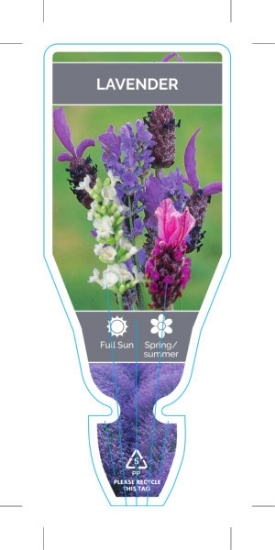 Picture of LAVENDER (LAVANDULA SPECIES)                                                                                                                          