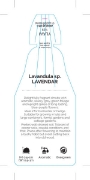 Picture of LAVENDER (LAVANDULA SPECIES)                                                                                                                          