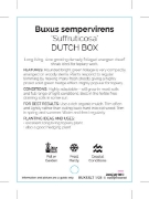 Picture of BUXUS SEMPERVIRENS SUFFRUTICOSA DUTCH BOX (Topiary)                                                                                                   