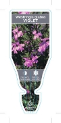 Picture of WESTRINGIA GLABRA VIOLET                                                                                                                              