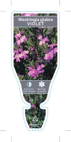 Picture of WESTRINGIA GLABRA VIOLET                                                                                                                              