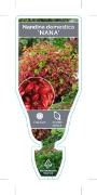 Picture of NANDINA DOMESTICA NANA                                                                                                                                
