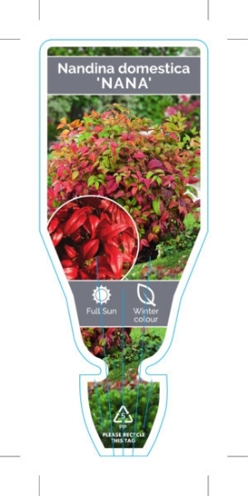 Picture of NANDINA DOMESTICA NANA                                                                                                                                