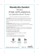 Picture of MANDEVILLA SANDERI ROSEA PINK DIPLADENIA                                                                                                              