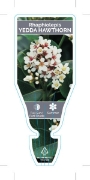 Picture of RHAPHIOLEPIS UMBELLATA YEDDA HAWTHORN                                                                                                                 
