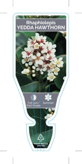 Picture of RHAPHIOLEPIS UMBELLATA YEDDA HAWTHORN                                                                                                                 