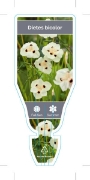 Picture of DIETES BICOLOR                                                                                                                                        