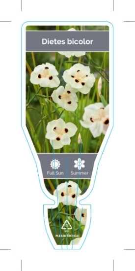 Picture of DIETES BICOLOR                                                                                                                                        