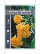 Picture of ALLAMANDA WILLIAMSII SCENTED DOUBLE                                                                                                                   
