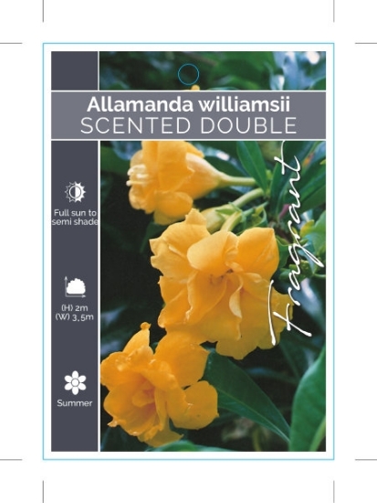 Picture of ALLAMANDA WILLIAMSII SCENTED DOUBLE                                                                                                                   