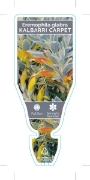 Picture of EREMOPHILA GLABRA KALBARRI CARPET                                                                                                                     