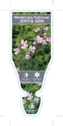 Picture of WESTRINGIA FRUTICOSA JERVIS GEM                                                                                                                       