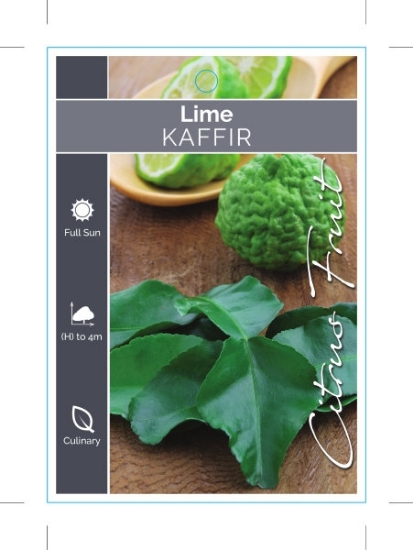 Picture of FRUIT CITRUS LIME KAFFIR                                                                                                                              