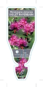 Picture of MELALEUCA VIOLACEA                                                                                                                                    