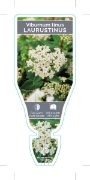 Picture of VIBURNUM TINUS LAURUSTINUS                                                                                                                            