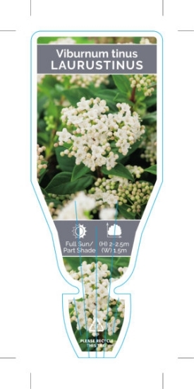 Picture of VIBURNUM TINUS LAURUSTINUS                                                                                                                            