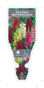 Picture of ANNUAL SNAPDRAGON (Antirrhinum majus)                                                                                                                 