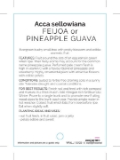 Picture of FRUIT FEIJOA PINEAPPLE GUAVA Acca sellowiana                                                                                                          