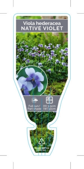 Picture of VIOLA HEDERACEA NATIVE OR IVY LEAF VIOLET                                                                                                             