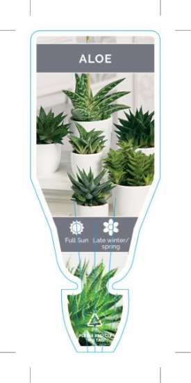 Picture of SUCCULENT ALOE MIXED PICTURE (UNNAMED VARIETY)                                                                                                        