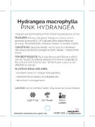 Picture of HYDRANGEA MACROPHYLLA PINK                                                                                                                            