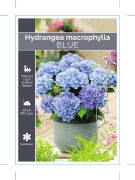 Picture of HYDRANGEA MACROPHYLLA BLUE                                                                                                                            