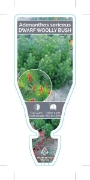 Picture of ADENANTHOS SERICEUS DWARF ALBANY WOOLLY BUSH                                                                                                          