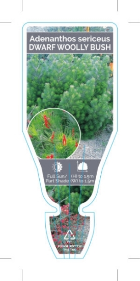 Picture of ADENANTHOS SERICEUS DWARF ALBANY WOOLLY BUSH                                                                                                          