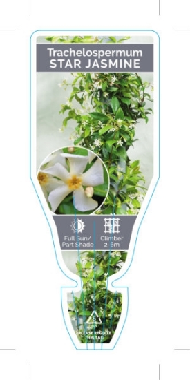 Picture of TRACHELOSPERMUM JASMINOIDES STAR JASMINE                                                                                                              