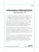 Picture of FRUIT JACKFRUIT Artocarpus heterophyllus                                                                                                              