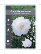 Picture of CAMELLIA FUJI NO MINE                                                                                                                                 