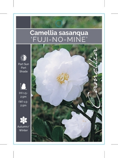 Picture of CAMELLIA FUJI NO MINE                                                                                                                                 