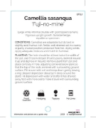 Picture of CAMELLIA FUJI NO MINE                                                                                                                                 