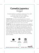 Picture of CAMELLIA ANGEL                                                                                                                                        