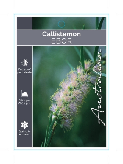 Picture of CALLISTEMON EBOR                                                                                                                                      