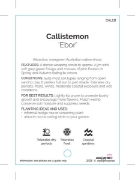 Picture of CALLISTEMON EBOR                                                                                                                                      