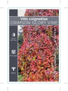Picture of VITIS COIGNETIAE CRIMSON GLORY VINE                                                                                                                   