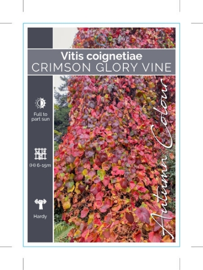 Picture of VITIS COIGNETIAE CRIMSON GLORY VINE                                                                                                                   