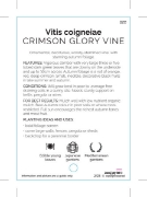 Picture of VITIS COIGNETIAE CRIMSON GLORY VINE                                                                                                                   