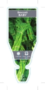 Picture of VEGETABLE BROCCOLI BABY (Brassica hybrid)                                                                                                             