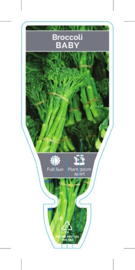 Picture of VEGETABLE BROCCOLI BABY (Brassica hybrid)                                                                                                             