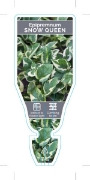 Picture of HOUSEPLANT EPIPREMNUM SNOW QUEEN                                                                                                                      