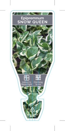 Picture of HOUSEPLANT EPIPREMNUM SNOW QUEEN                                                                                                                      
