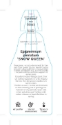 Picture of HOUSEPLANT EPIPREMNUM SNOW QUEEN                                                                                                                      