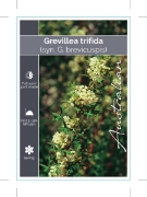 Picture of GREVILLEA TRIFIDA (SYN G. BREVICUSPIS)                                                                                                                