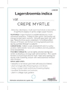 Picture of LAGERSTROEMIA INDICA CREPE MYRTLE (UNNAMED VARIETY)                                                                                                   