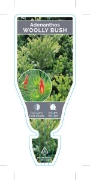 Picture of ADENANTHOS SERICEUS WOOLLYBUSH                                                                                                                        