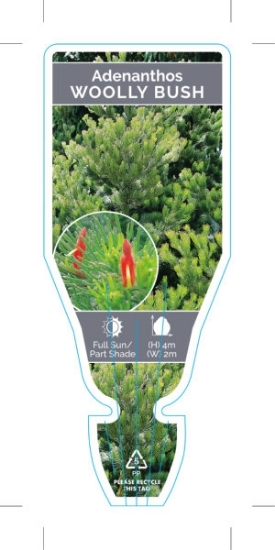 Picture of ADENANTHOS SERICEUS WOOLLYBUSH                                                                                                                        
