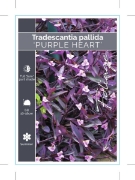 Picture of TRADESCANTIA PALLIDA PURPLE HEART                                                                                                                     