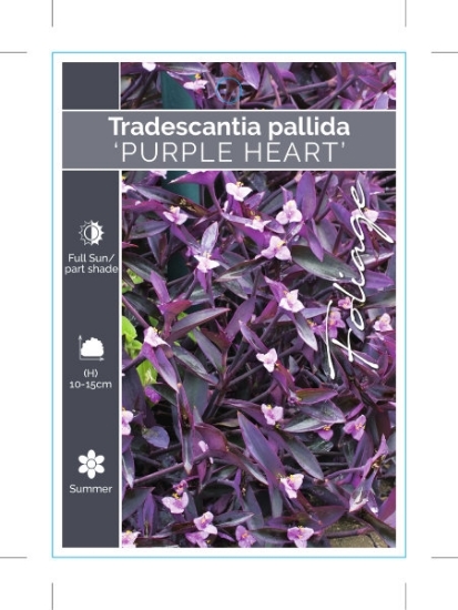 Picture of TRADESCANTIA PALLIDA PURPLE HEART                                                                                                                     